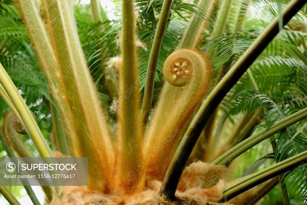 Tree fern, Cibotium schiedei, shoot,