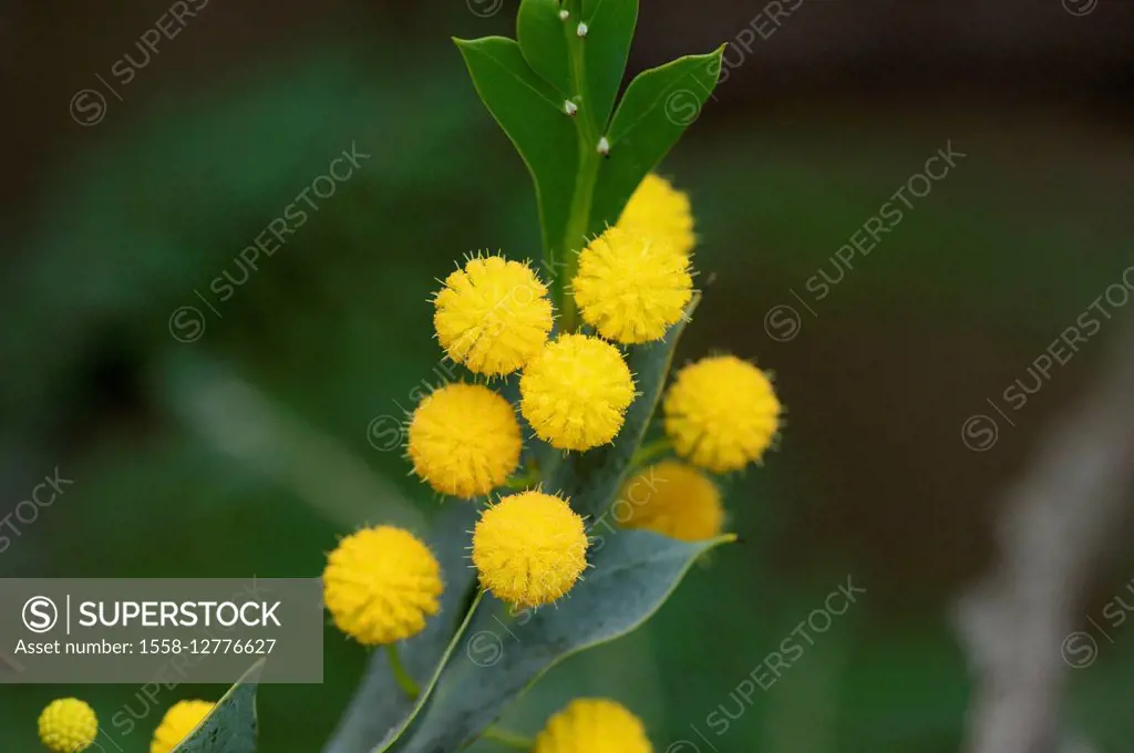 Acacia, Acacia glaucoptera, flowers,