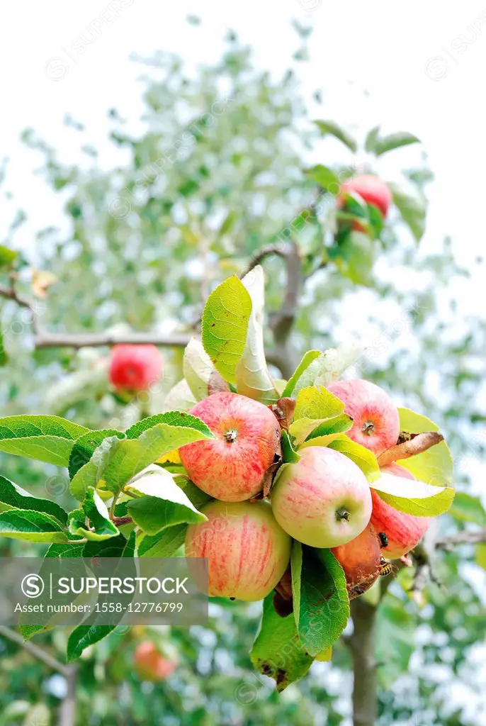 Apple tree, apples,