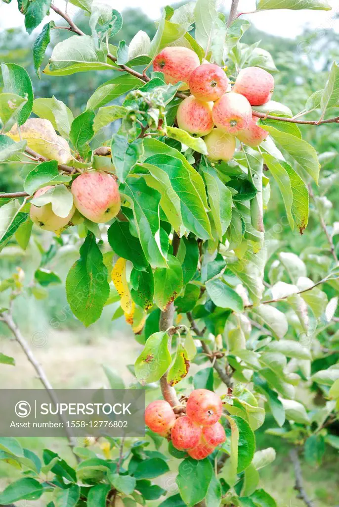 Apple tree, apples,