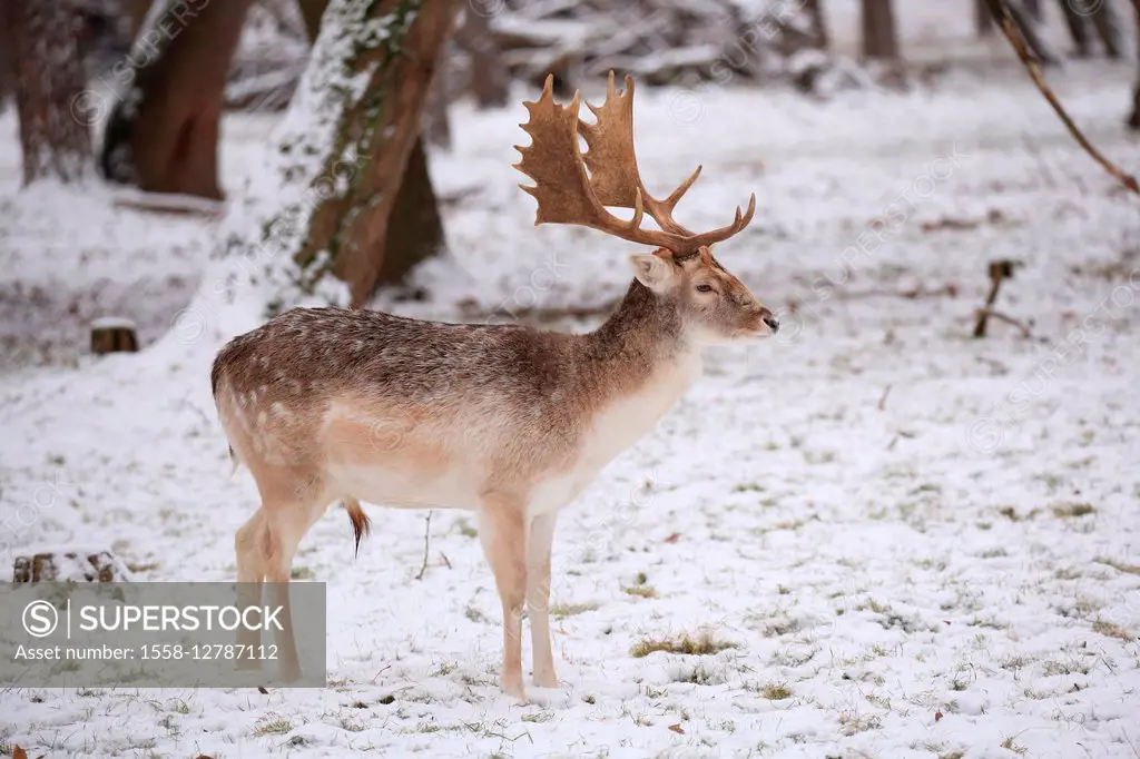 Fallow deer in winter, Dama dama