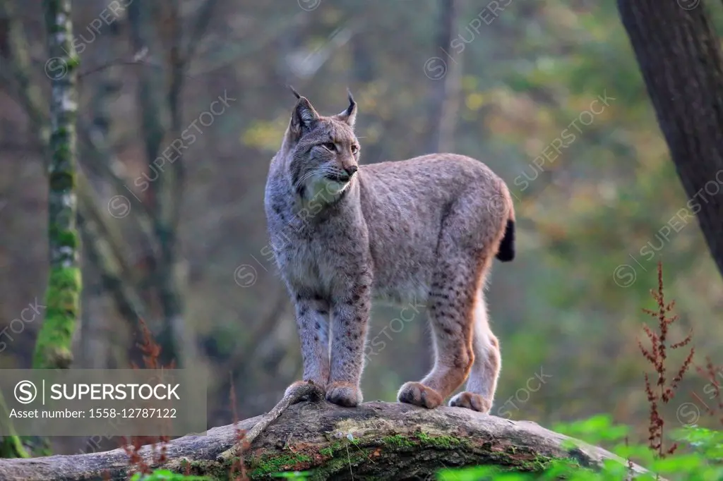 European lynx, Felis lynx lynx