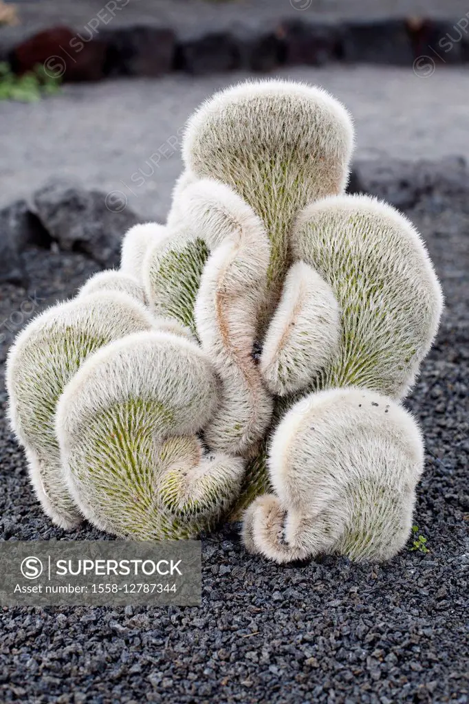 Cleistocactus strausii cristata