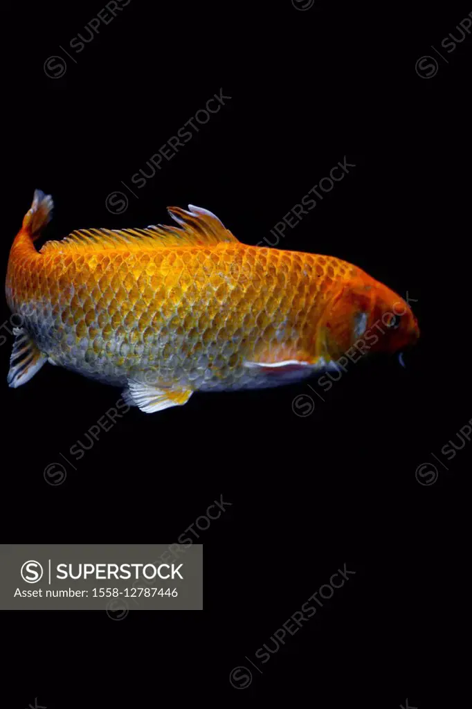 Goldfish in front of black background