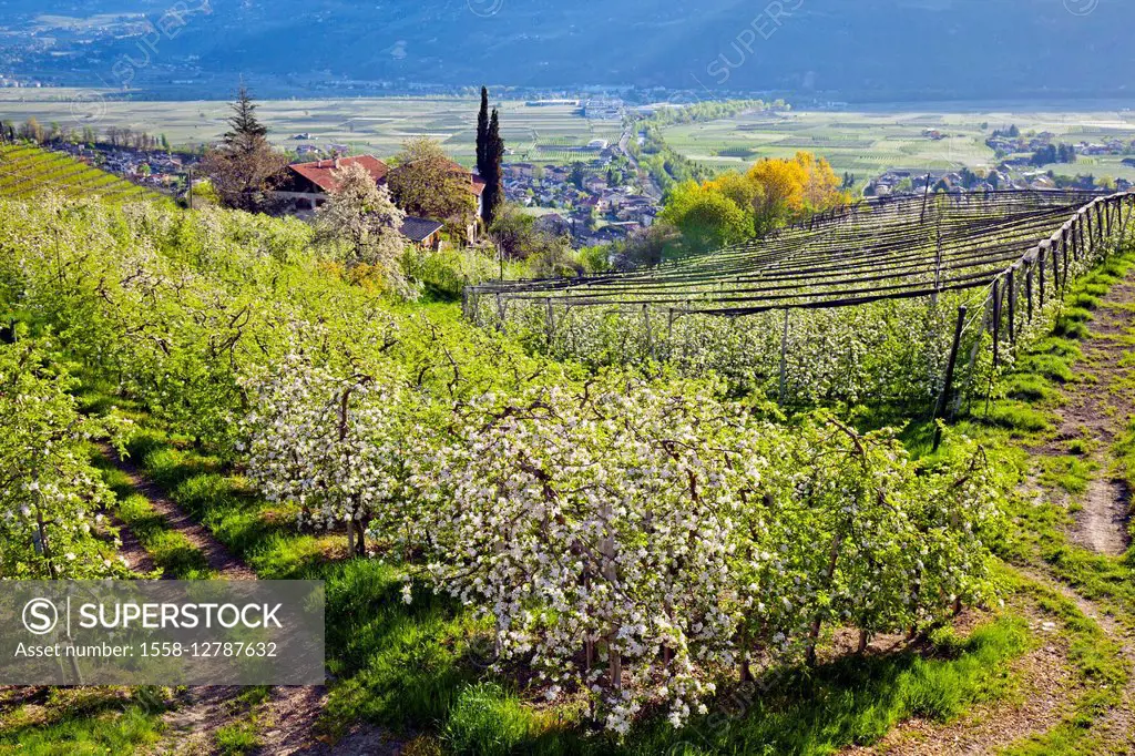 Apple blossom in South Tyrol