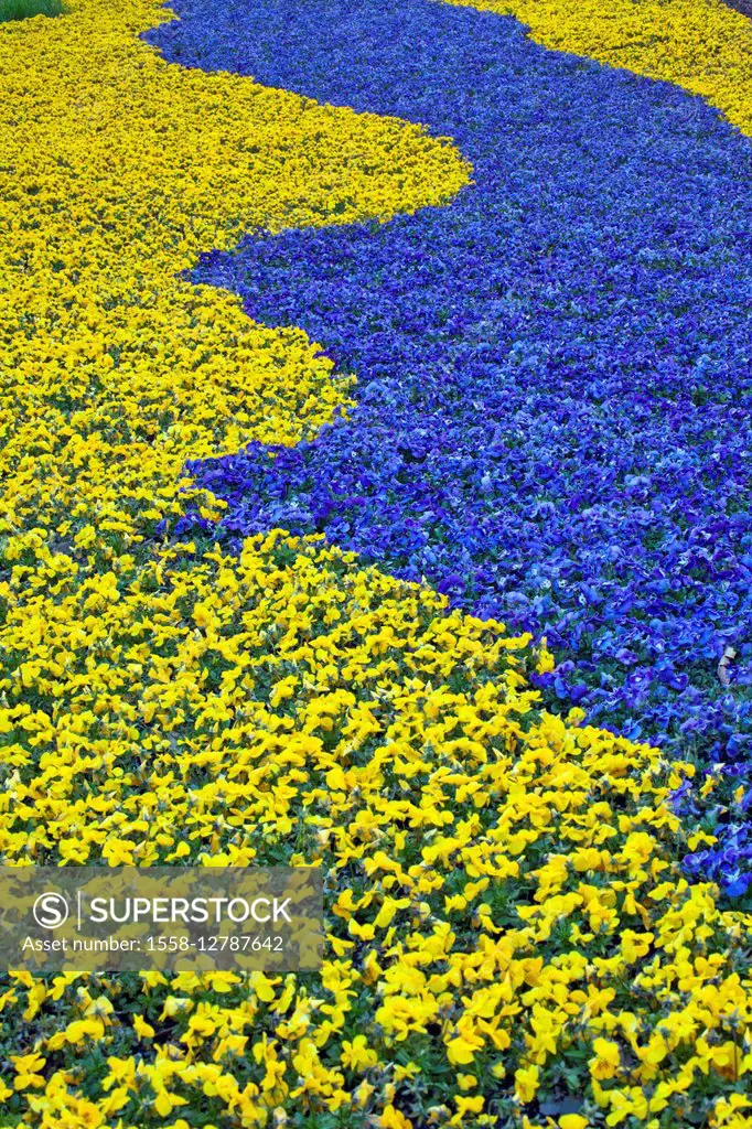yellow and blue pansies