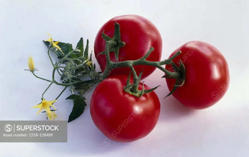Tomatoes, Still life