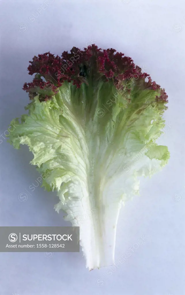 Salad leaf, Lollo Rosso, Still life