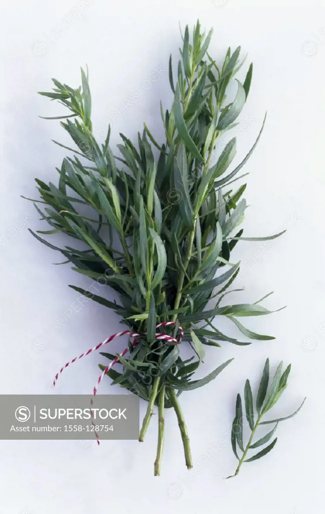 Tarragon, Artemisia dracunculus, Bundle