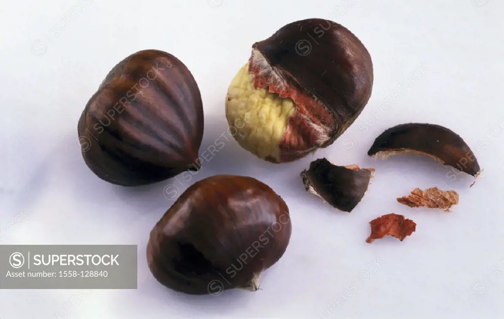 Sweet chestnuts, Castanea sativa
