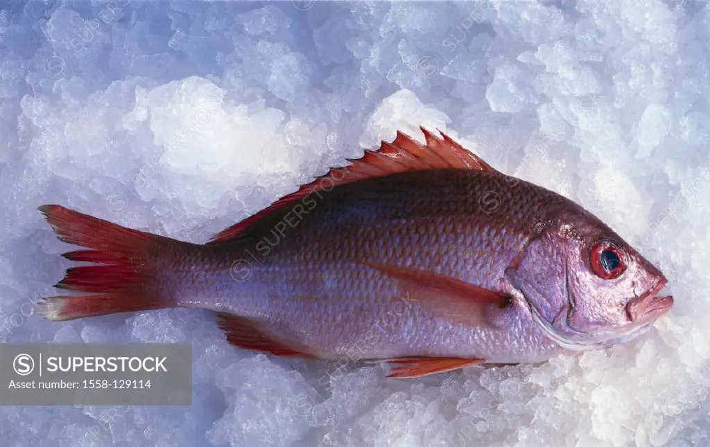 Food fish, Red Snapper, Still life