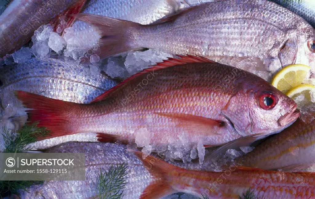 Food fishes, Red Snapper, Still life
