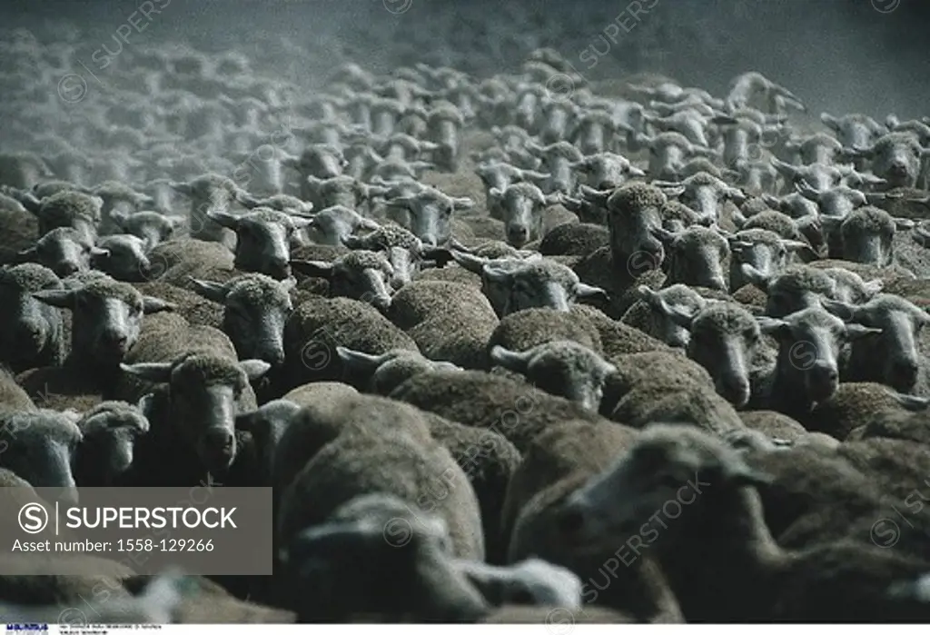 Flock of sheep, France, Sheep