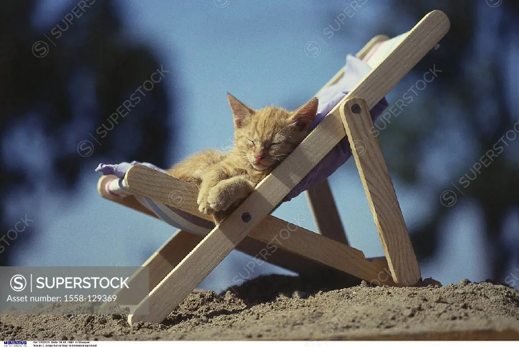 Kitten, Deck chair, Sleep
