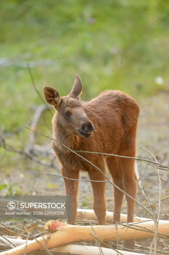 European elk, Alces alces alces, calf, frontal, stand