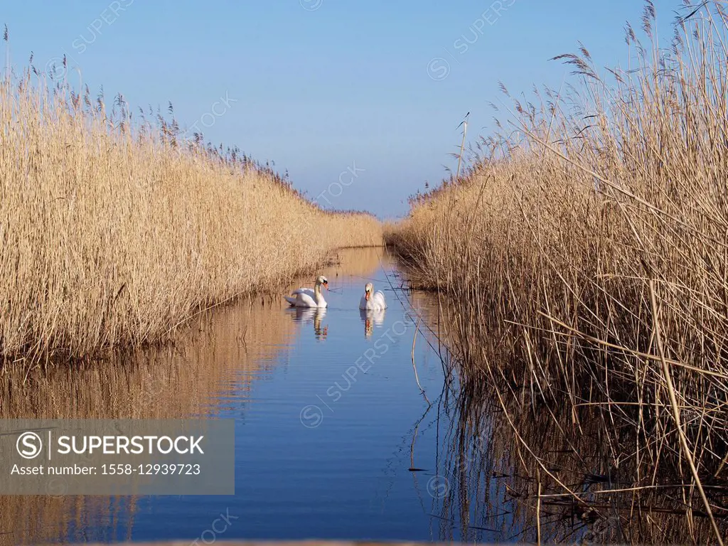 Swans on brook between reed belt