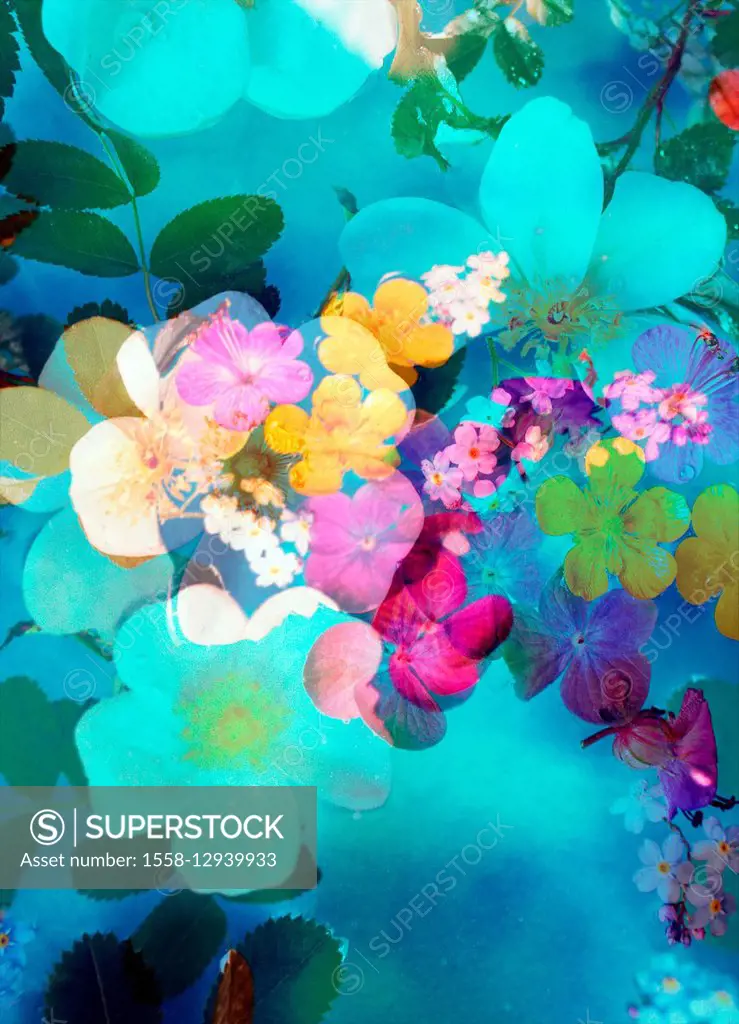 Photomontage of blossoms in water