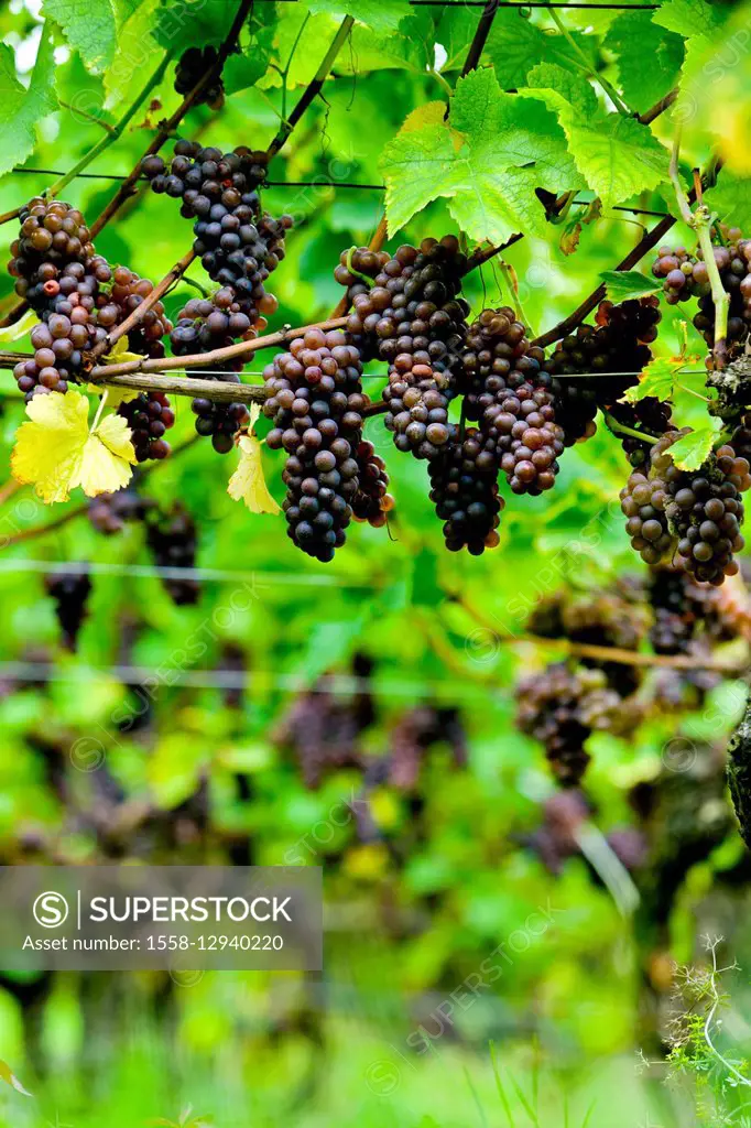 Red grapes on the vine