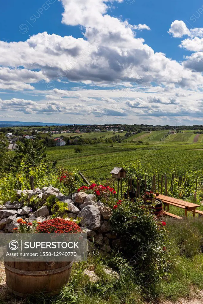 Austria, Lower Austria, Perchtoldsdorf (village), Heuriger (tavern), wine-growing