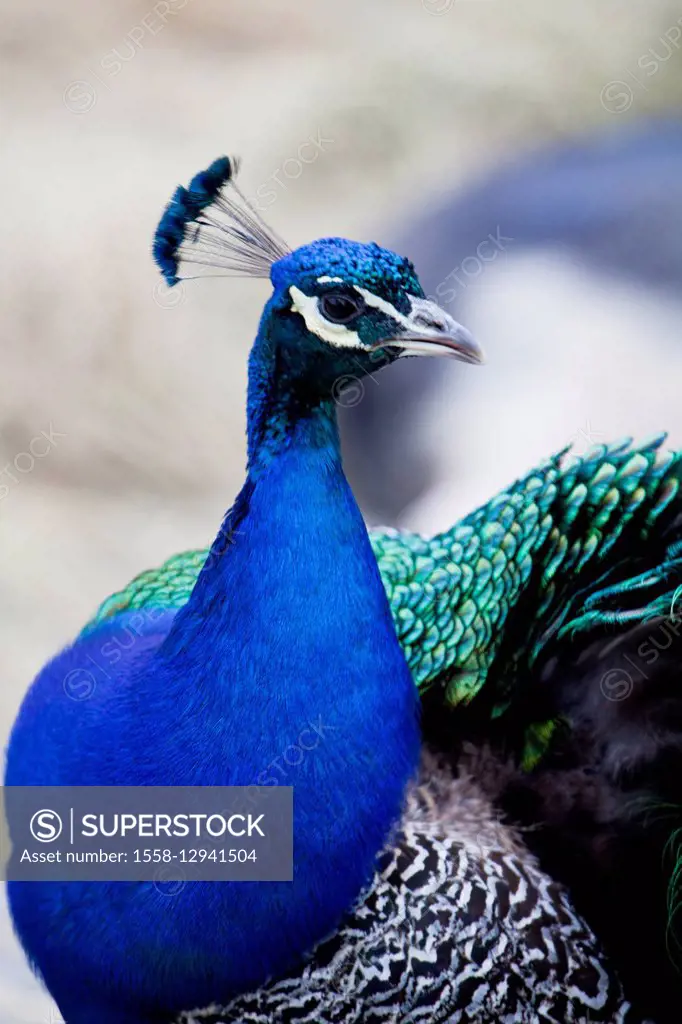 Male blue peacock