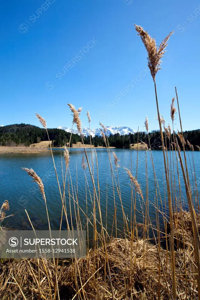 dry reed stalks at the lake