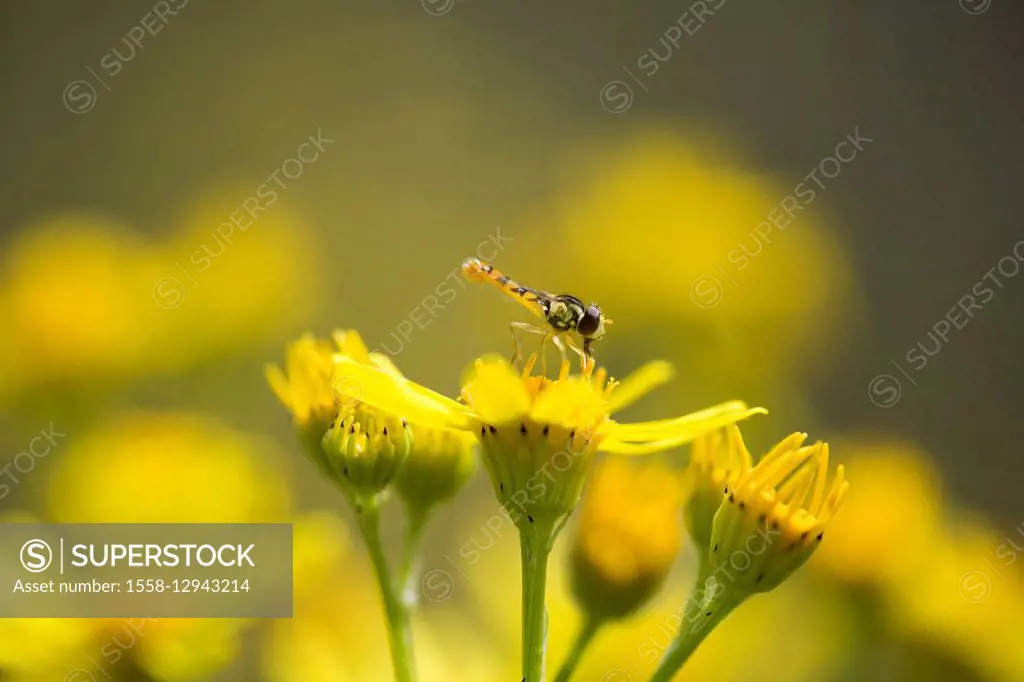 Insect on a blossom