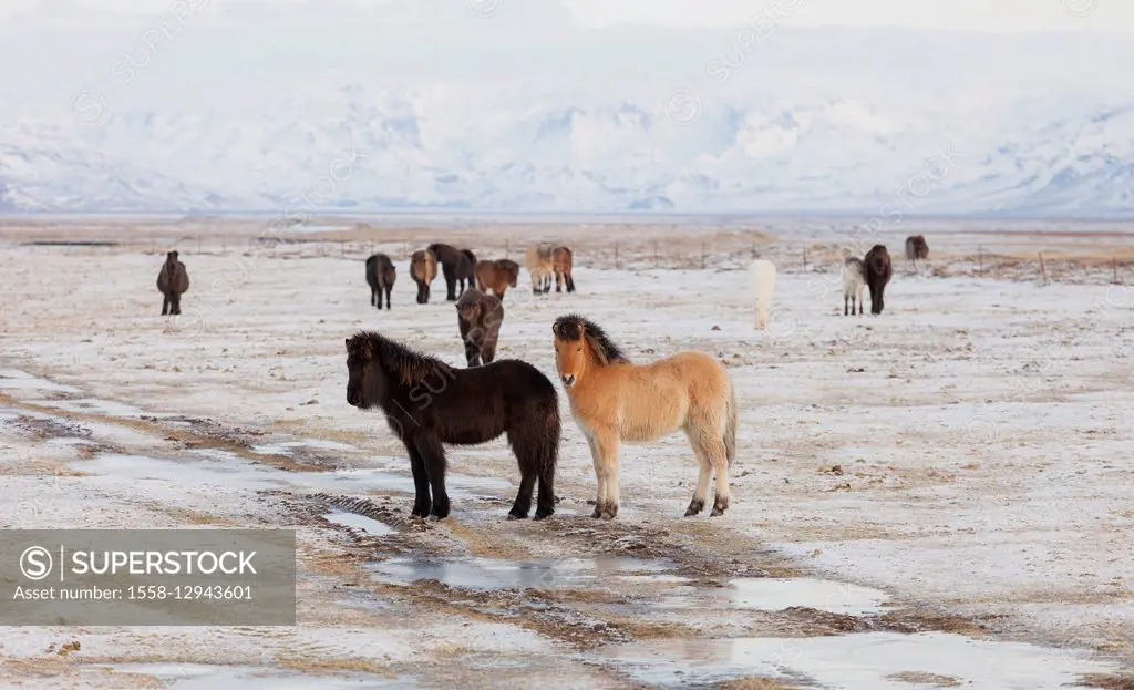 Iceland horses, near Hvollsvöllur, South Iceland, Iceland