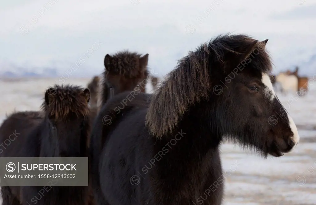 Iceland horses, near Hvollsvöllur, South Iceland, Iceland