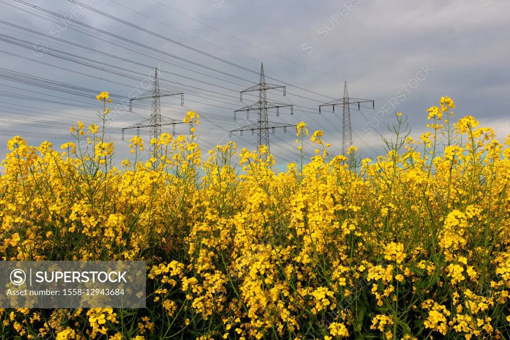 Flowering rape field and transmission tower,