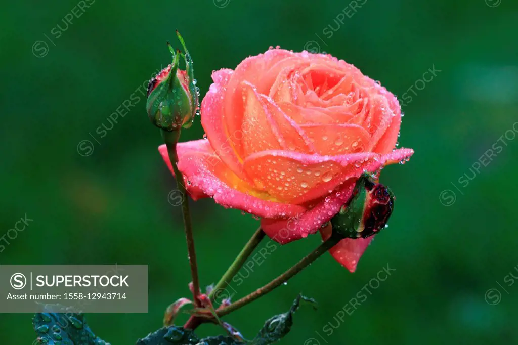 rose with raindrop