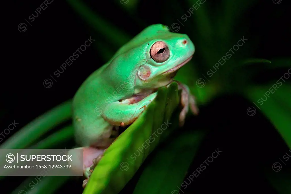 dumpy tree frog, close-up