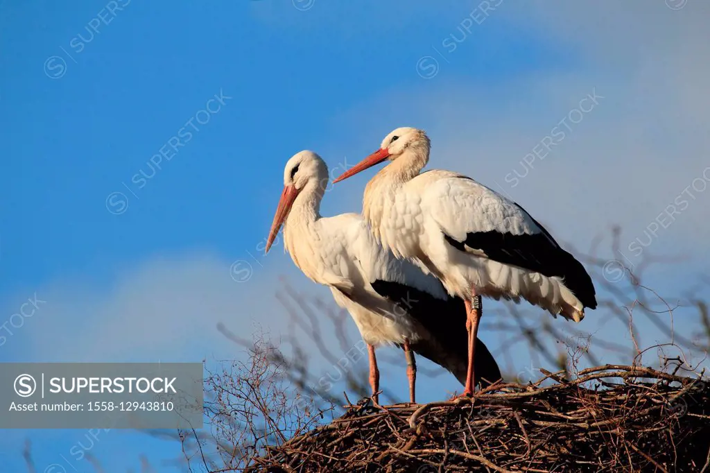 Two white storks in the nest Ciconia ciconia