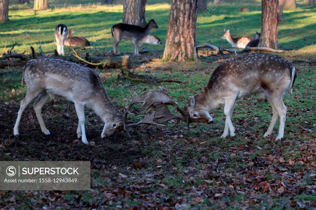 Fallow deers, male, Dama
