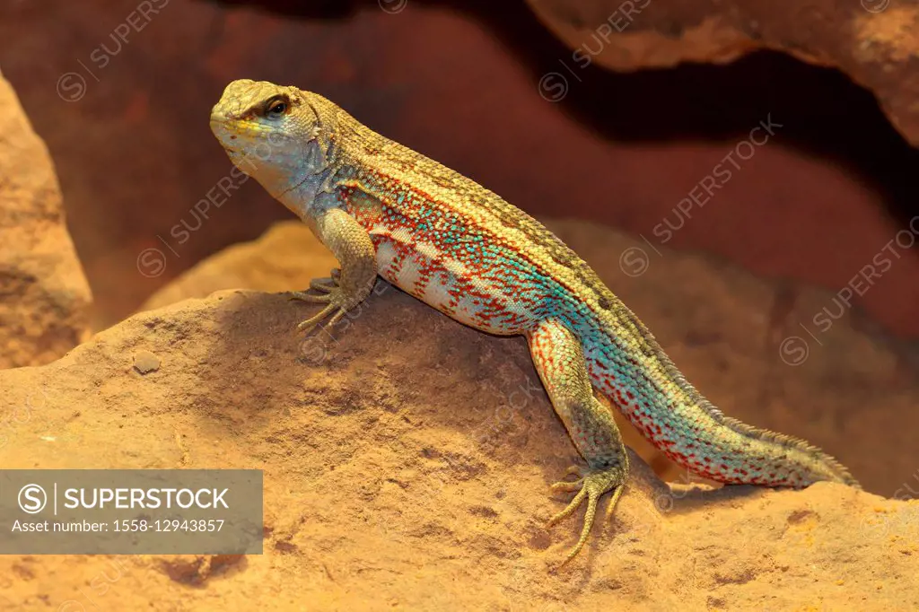 Hispaniolan curlytail lizard Leiocephalus schreibersi - SuperStock