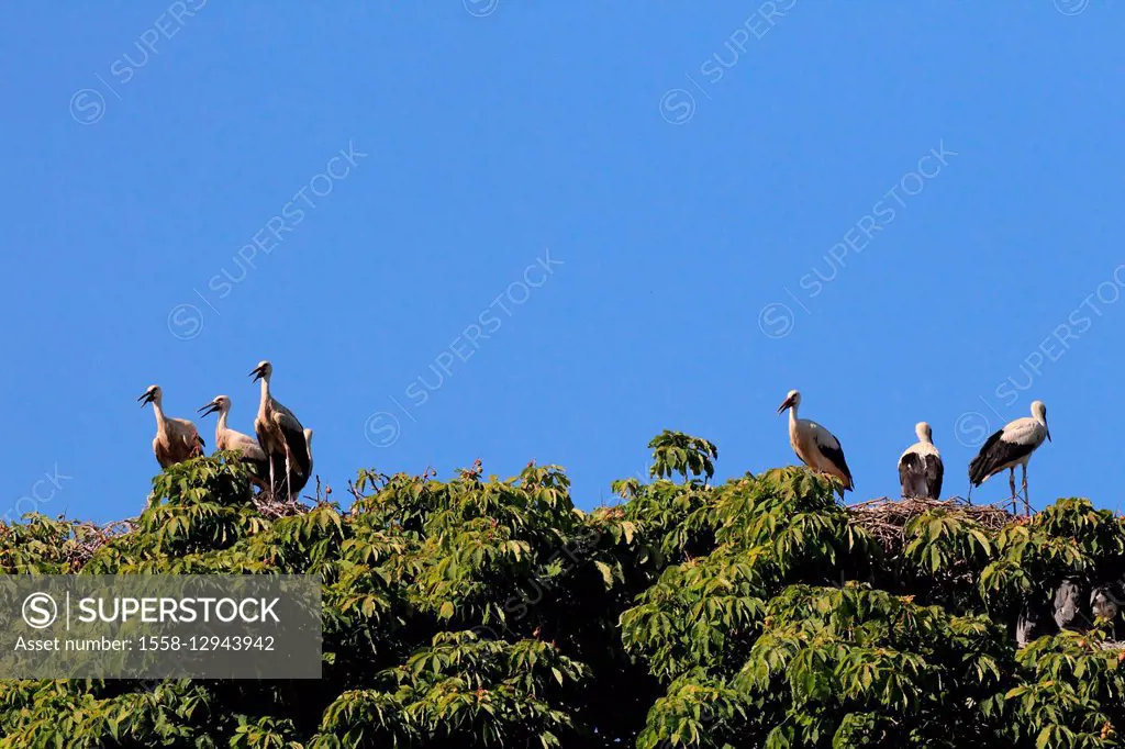 White stork at the nest, Ciconia ciconia