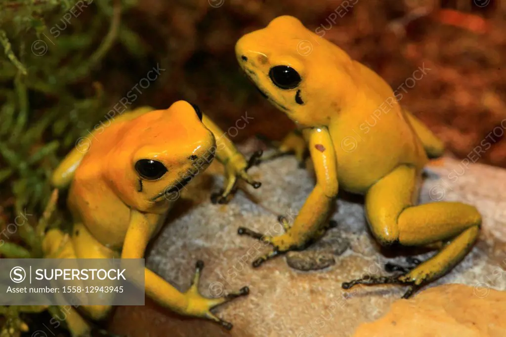 Two golden poison frogs, Phyllobates terribilis