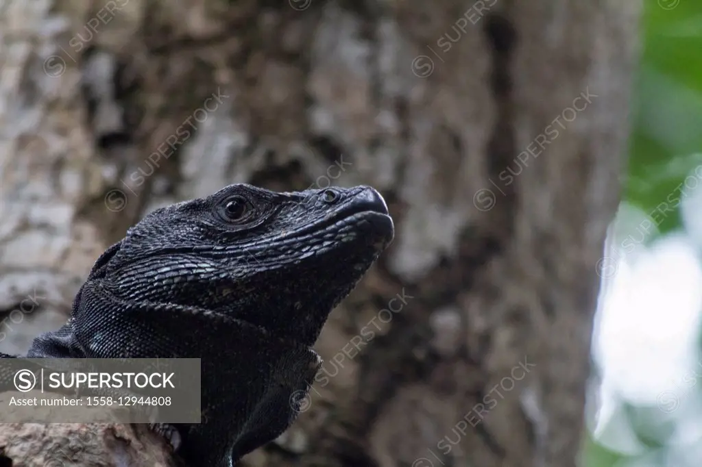 Head of a black iguana