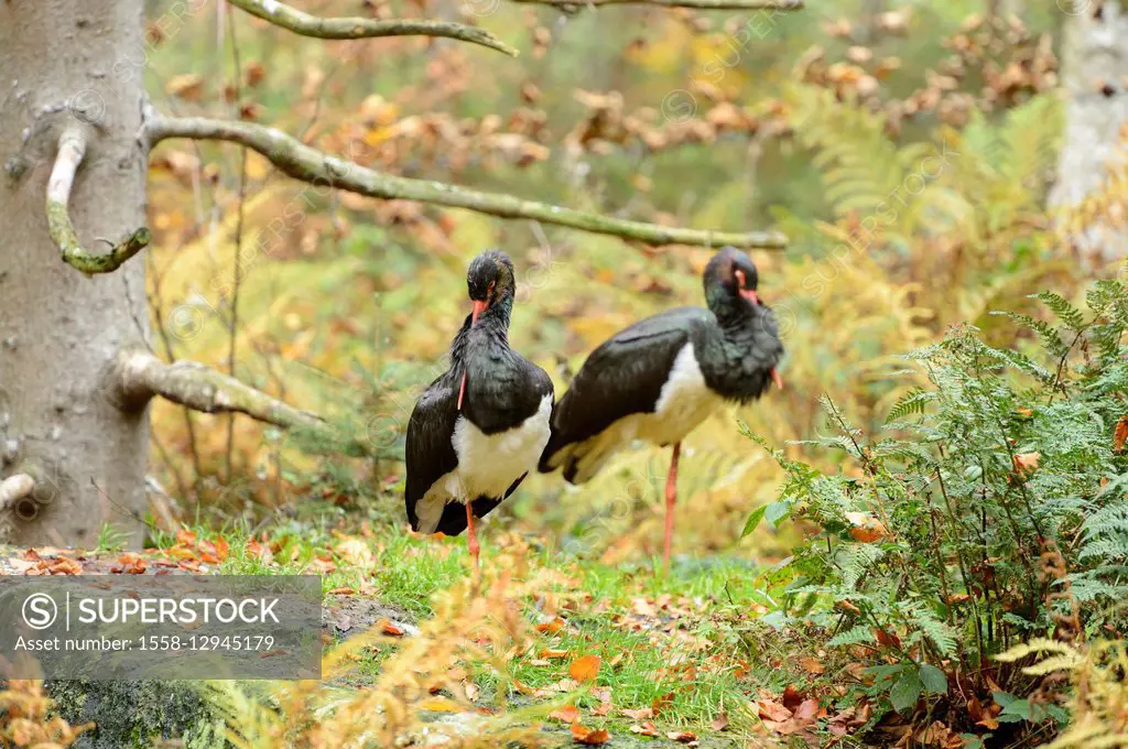 Black storks, Ciconia nigra, side view, standing