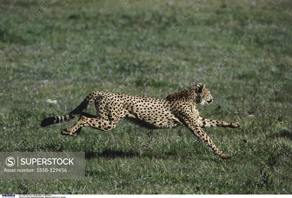 Africa, Cheetah, run