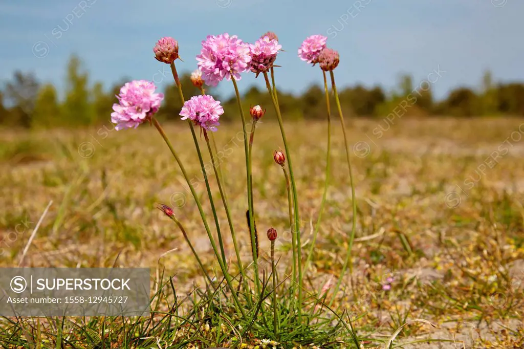 Thrift, Armeria maritima, also known as sea thrift, on the salt meadows of the island Hiddensee