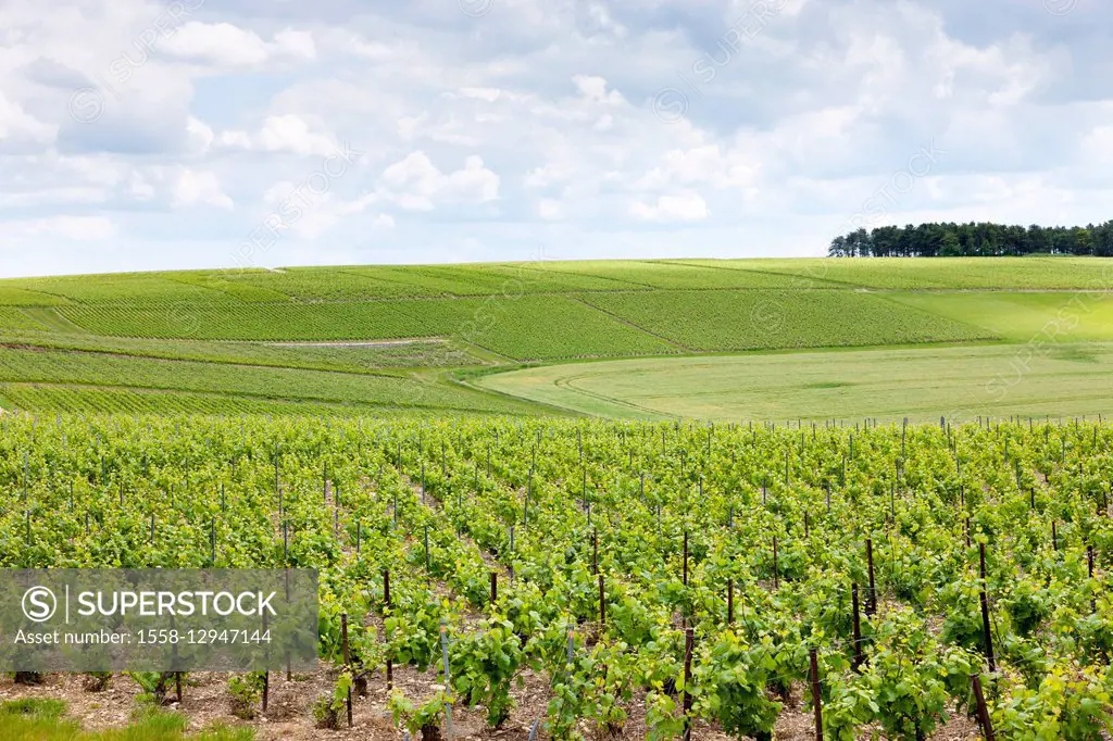 Vineyards in the Champagne