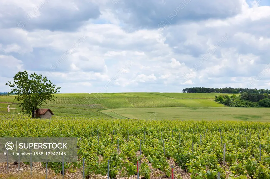 Vineyards in the Champagne