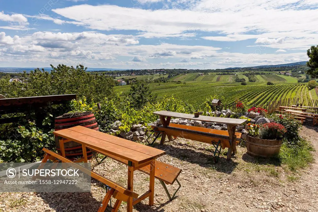 Austria, Lower Austria, Perchtoldsdorf (village), Heuriger (tavern), wine-growing