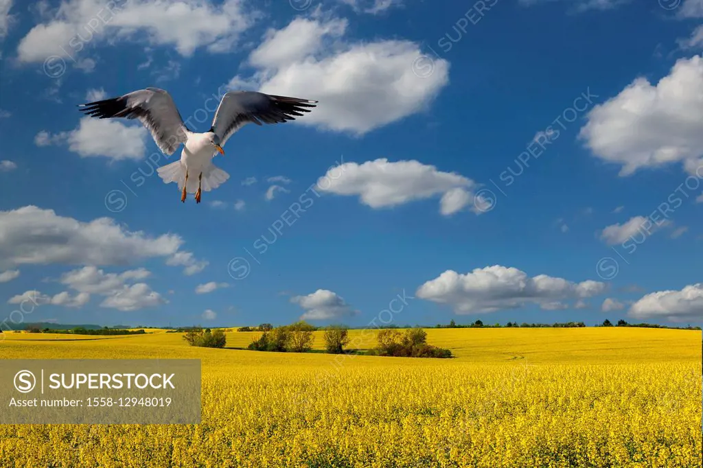 Rape field, seagull in flight