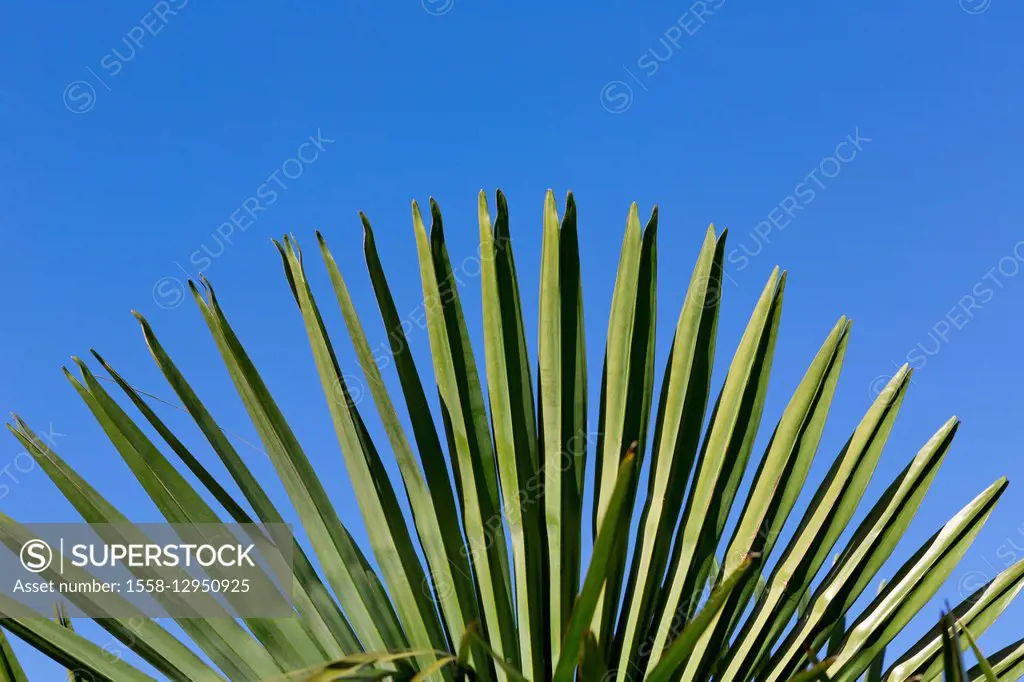Leaves of a Fan palm