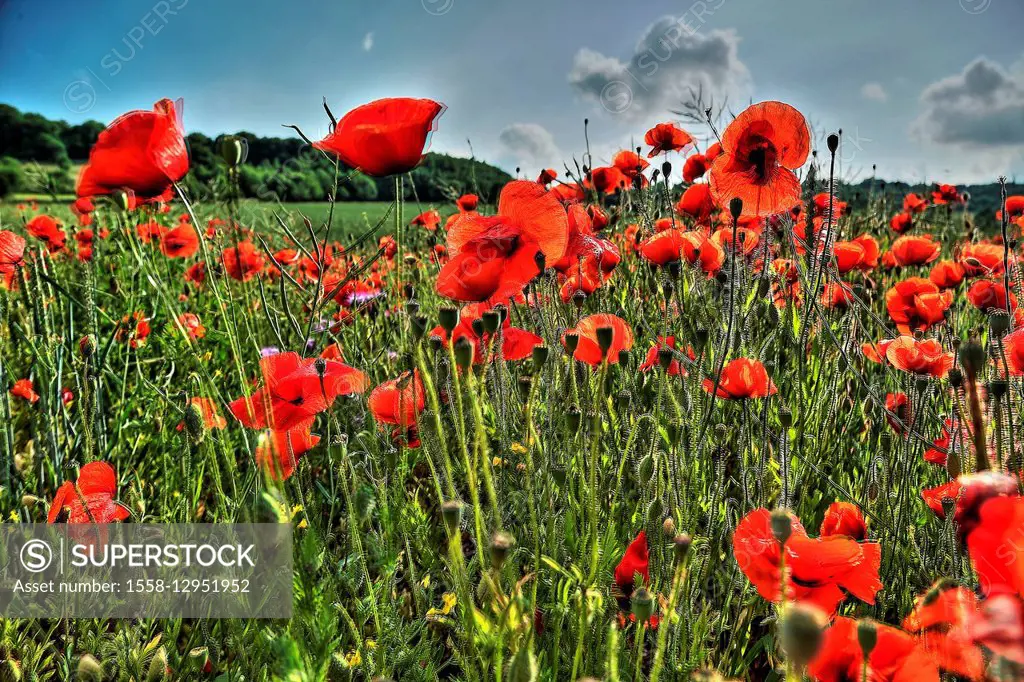 Poppies at the edge of a field