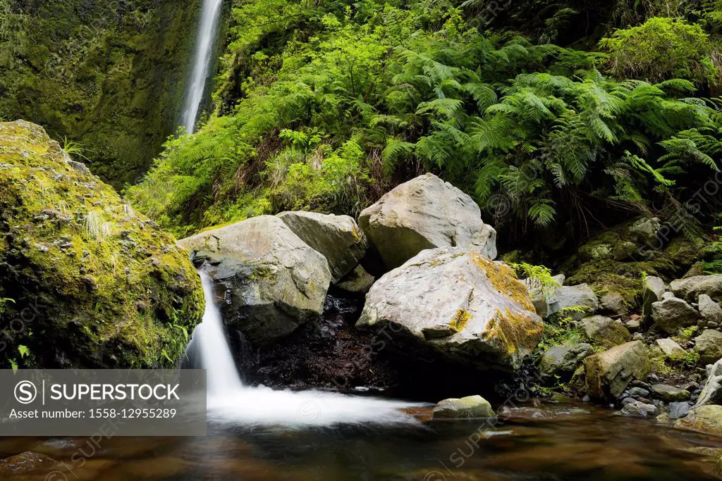 Portugal, Madeira, Levada, waterfall, brook, water, scenery, green, rocks, nature, vegetation, jungle,