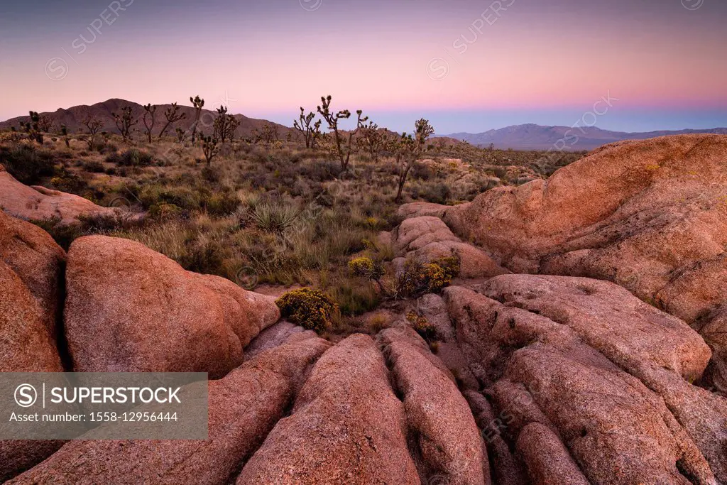 USA, America, California, Mojave desert, vegetation, rock, Joshua, trees, bushes, mood, evening, light, warm, landscape,
