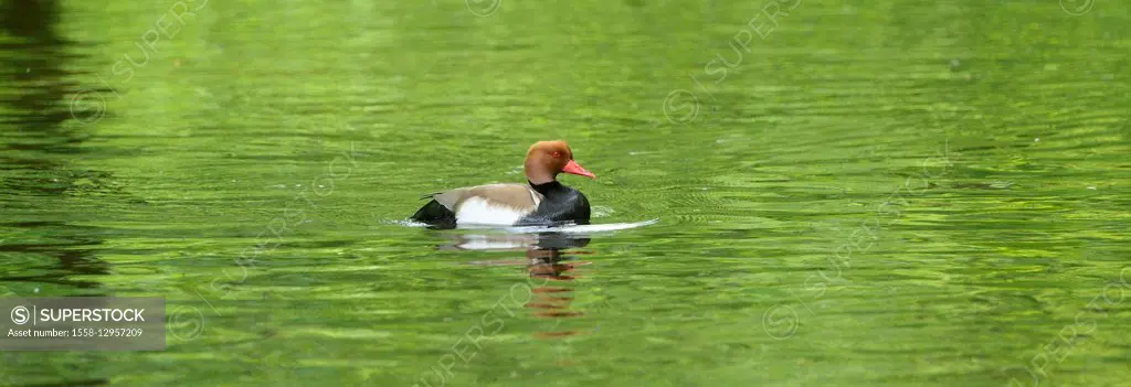 red-crested duck, Netta rufina, male duck, water, side view, swimming