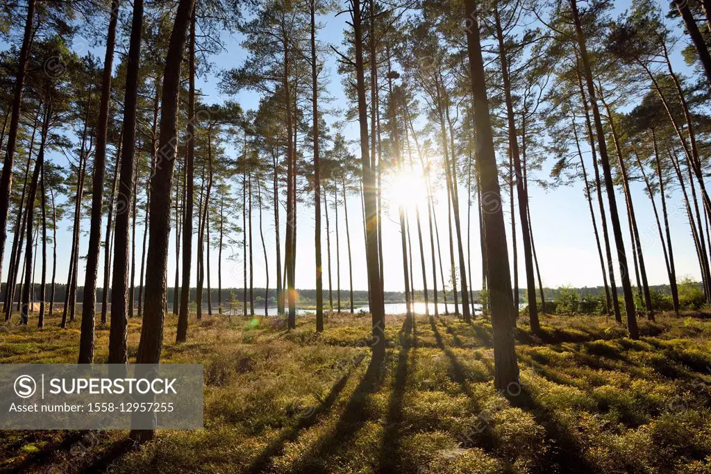 Landscape, pinewood, Scots pines, Pinus sylvestris, back light